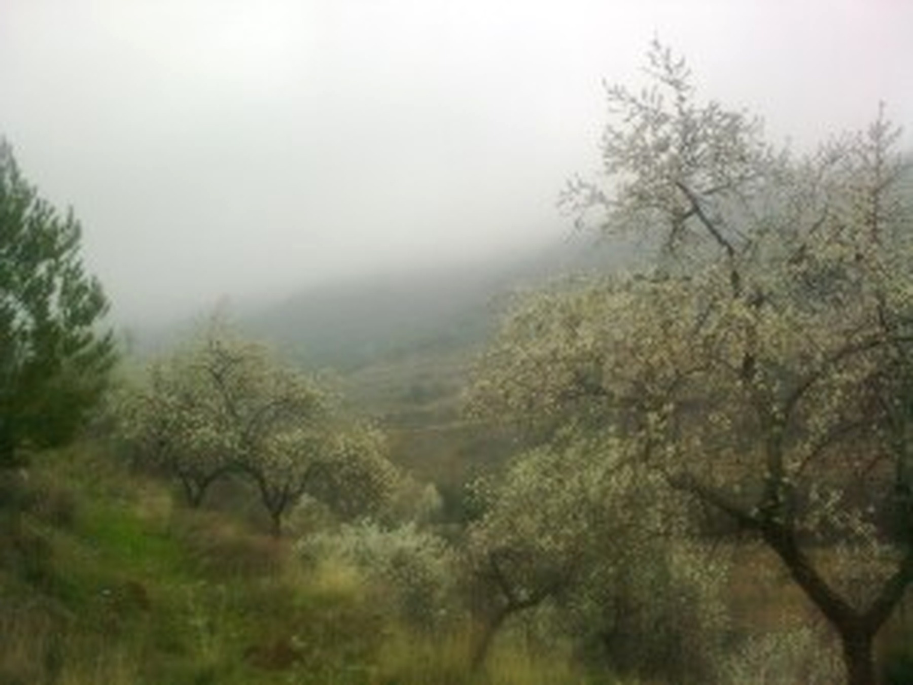 Nieve y flores